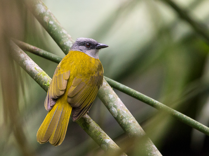 dusky-faced tanager(Mitrospingus cassinii)