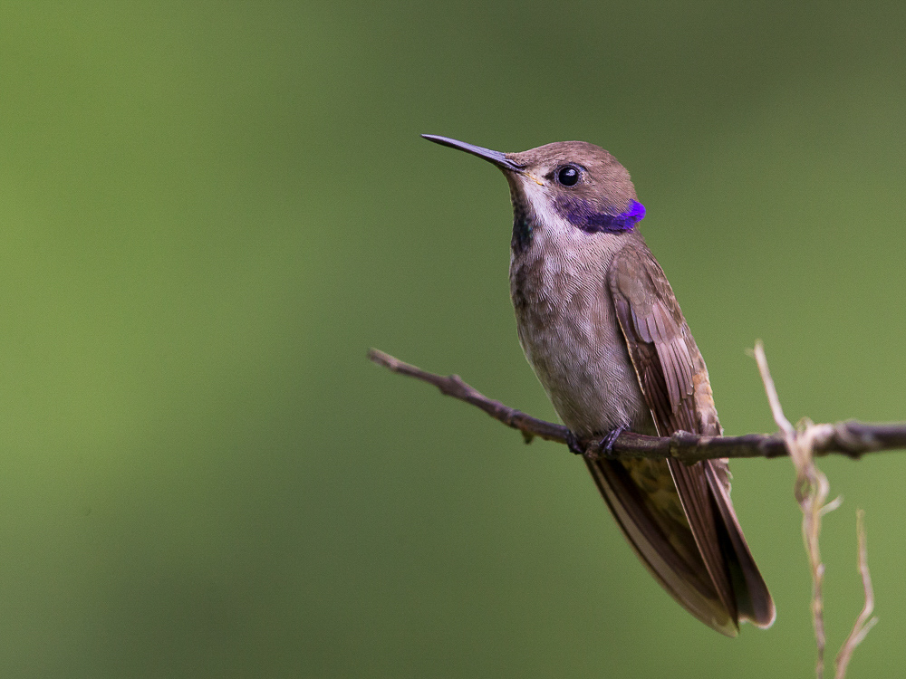 brown violetear<br><i>(Colibri delphinae)</i>