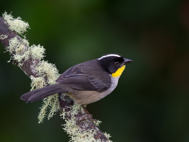 white-naped brush finch(Atlapetes albinucha)