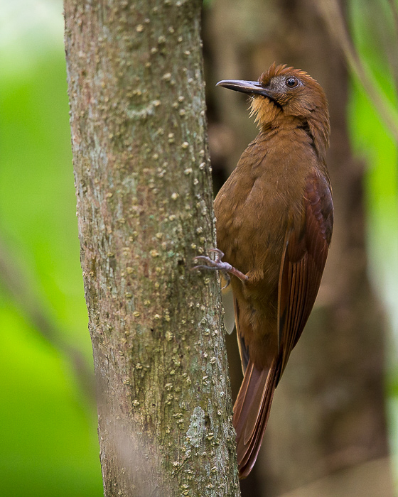 ruddy woodcreeper(Dendrocincla homochroa)