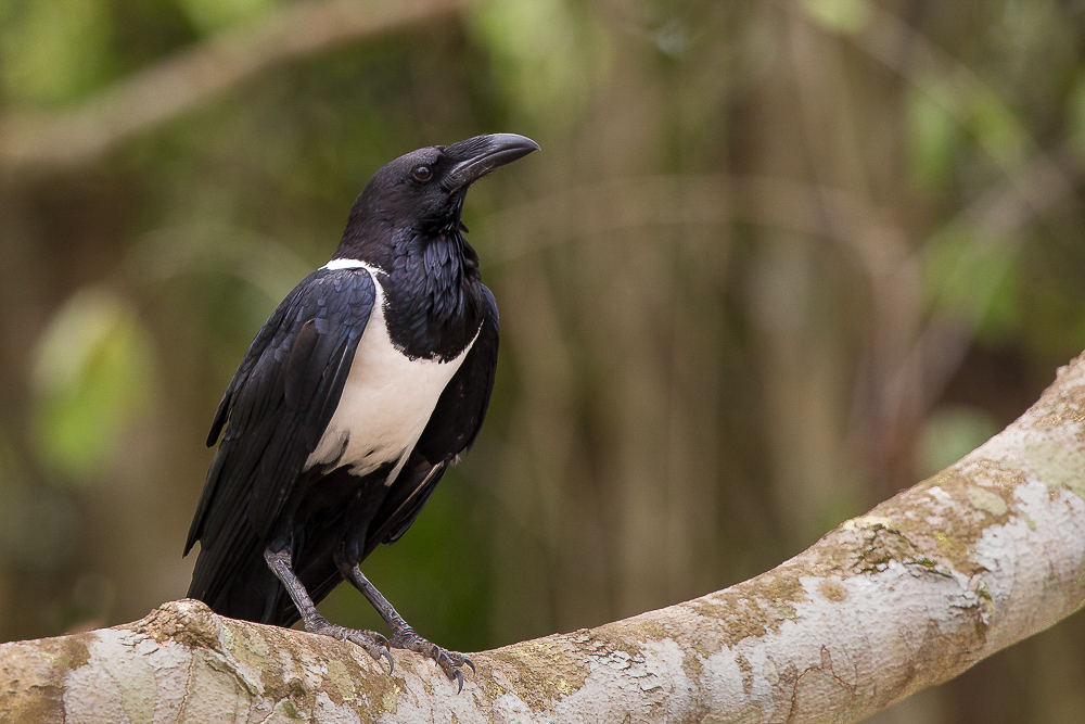 pied crow<br><i>(Corvus albus)</i>