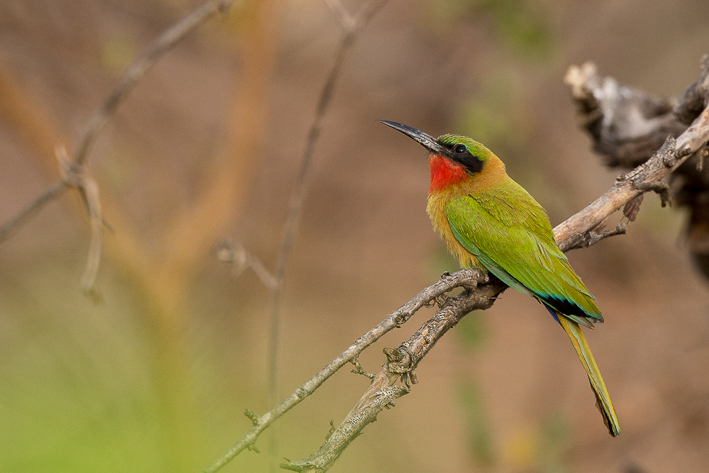 red-throated bee-eater<br><i>(Merops bulocki)</i>