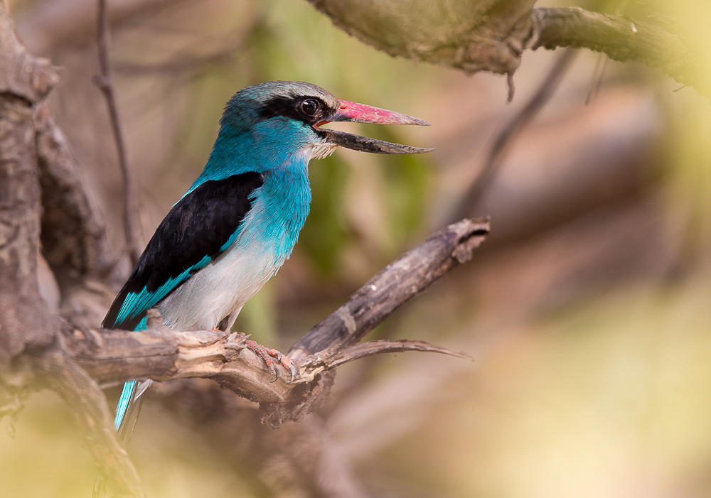 blue-breasted kingfisher<br><i>(Halcyon malimbica)</i>