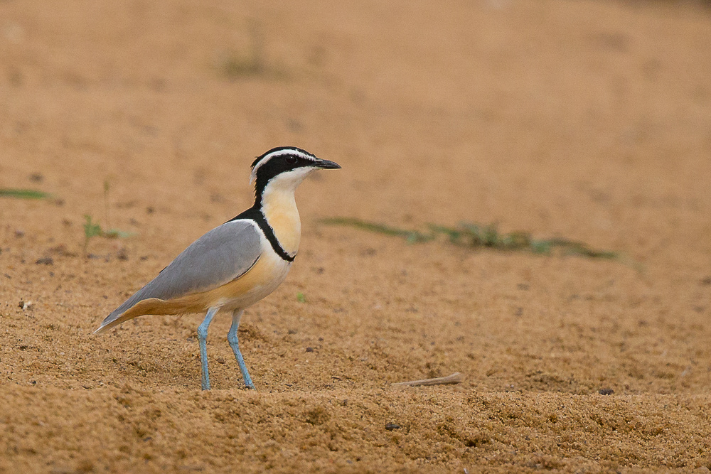 egyptian plover<br><i>(Pluvianus aegyptius)</i>