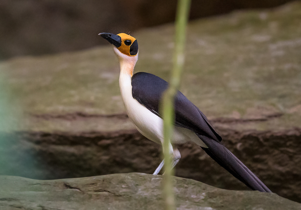 white-necked rockfowl<br><i>(Picathartes gymnocephalus)</i>