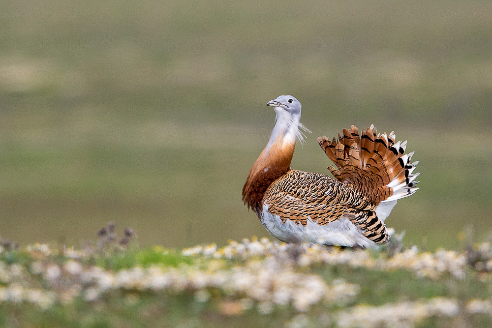 great bustard<br><i>(Otis tarda)</i>