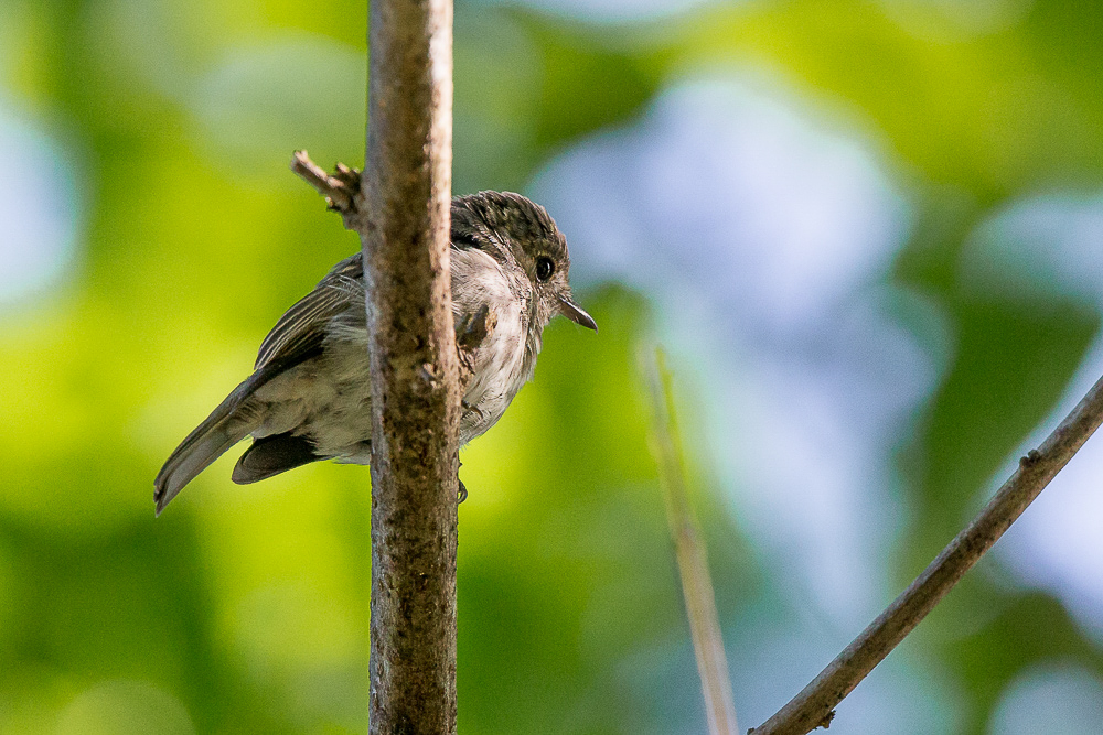 sulawesi streaked flycatcher<br><i>(Muscicapa sodhii)</i>
