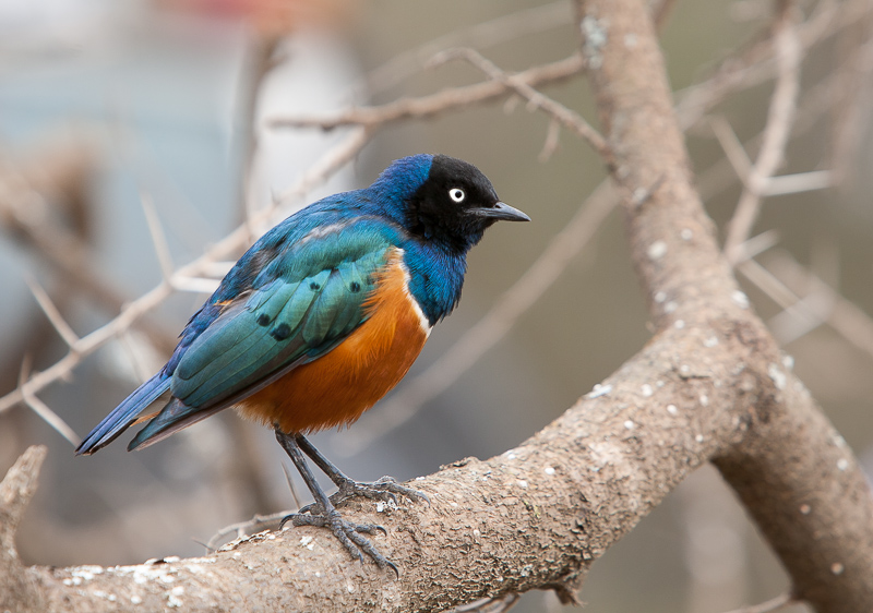 superb starling(Lamprotornis superbus)