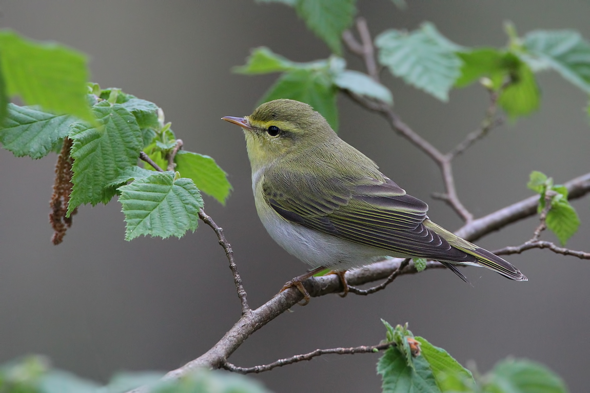 Wood Warbler (Phylloscopus sibilatrix) 