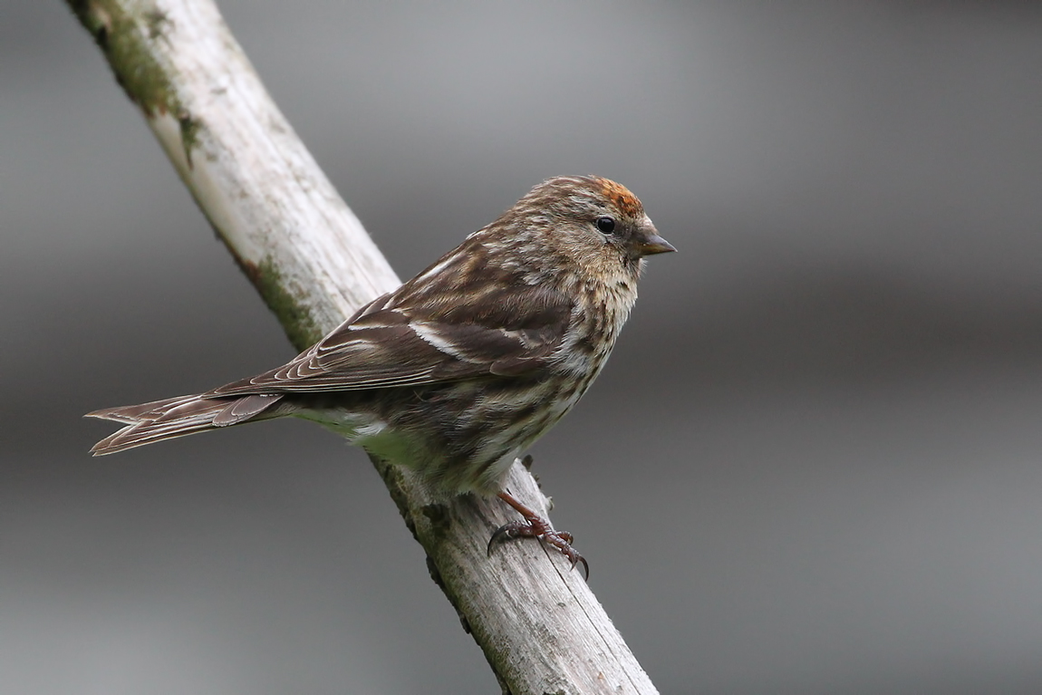 Lesser Redpoll (Carduelis cabaret)