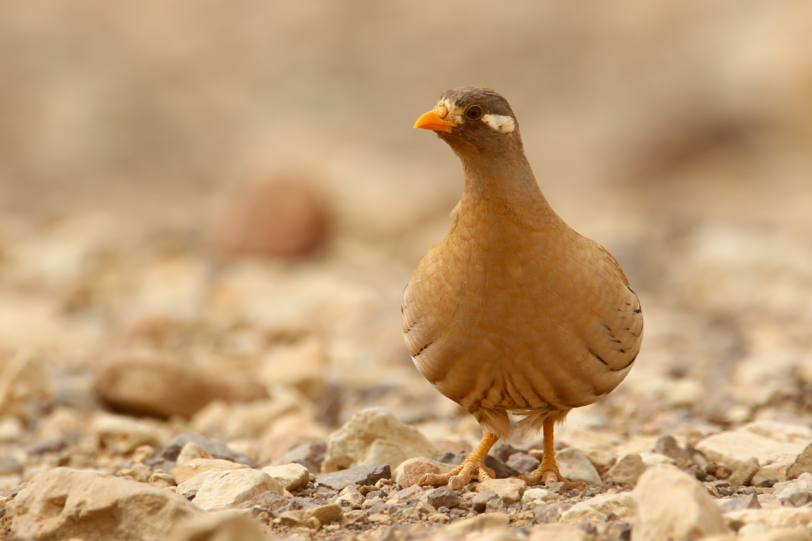 Sand Partridge (Ammoperdix heyi)