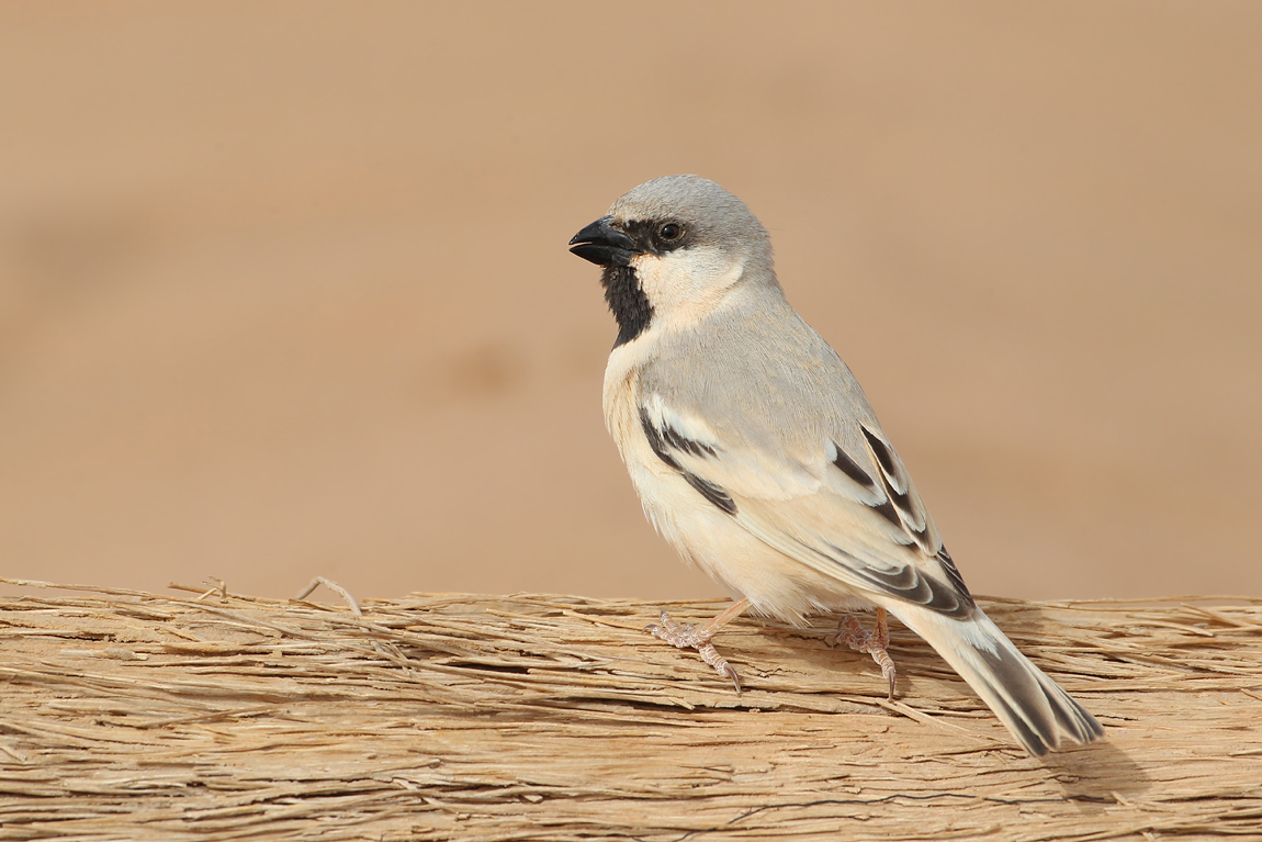 Desert Sparrow (Passer simplex)