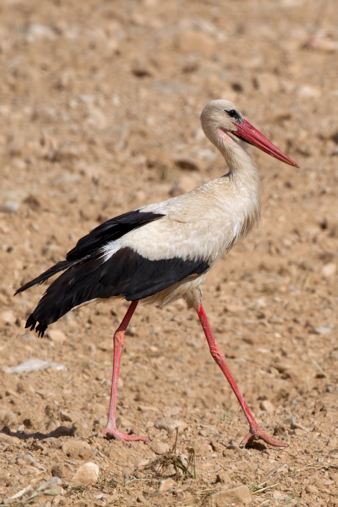 White Stork (Ciconia ciconia)