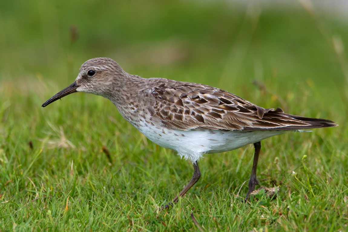 White-rumped Sandpiper (Calidris fuscicollis)