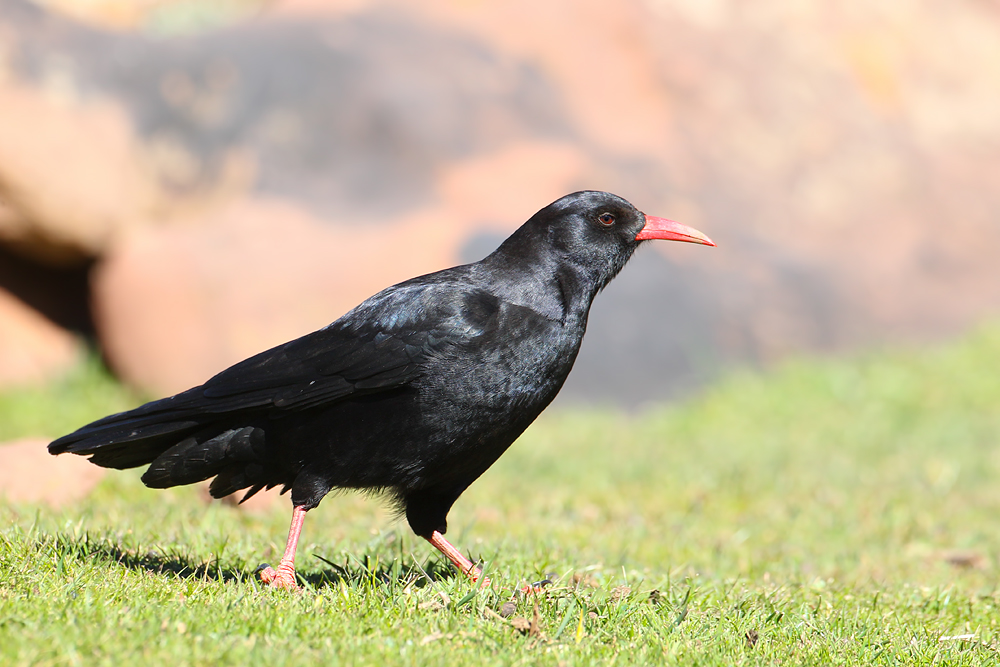 Red-billed Chough (Pyrrhocorax pyrrhocorax)