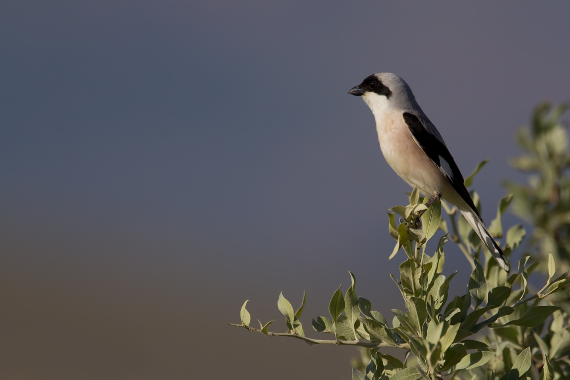 Lesser Grey Shrike (Lanius minor)