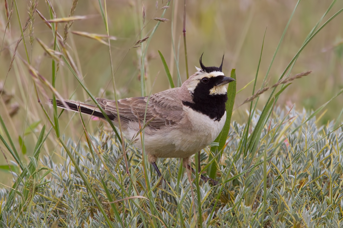 Central Asian Horned Lark (Eremophila penicillata)