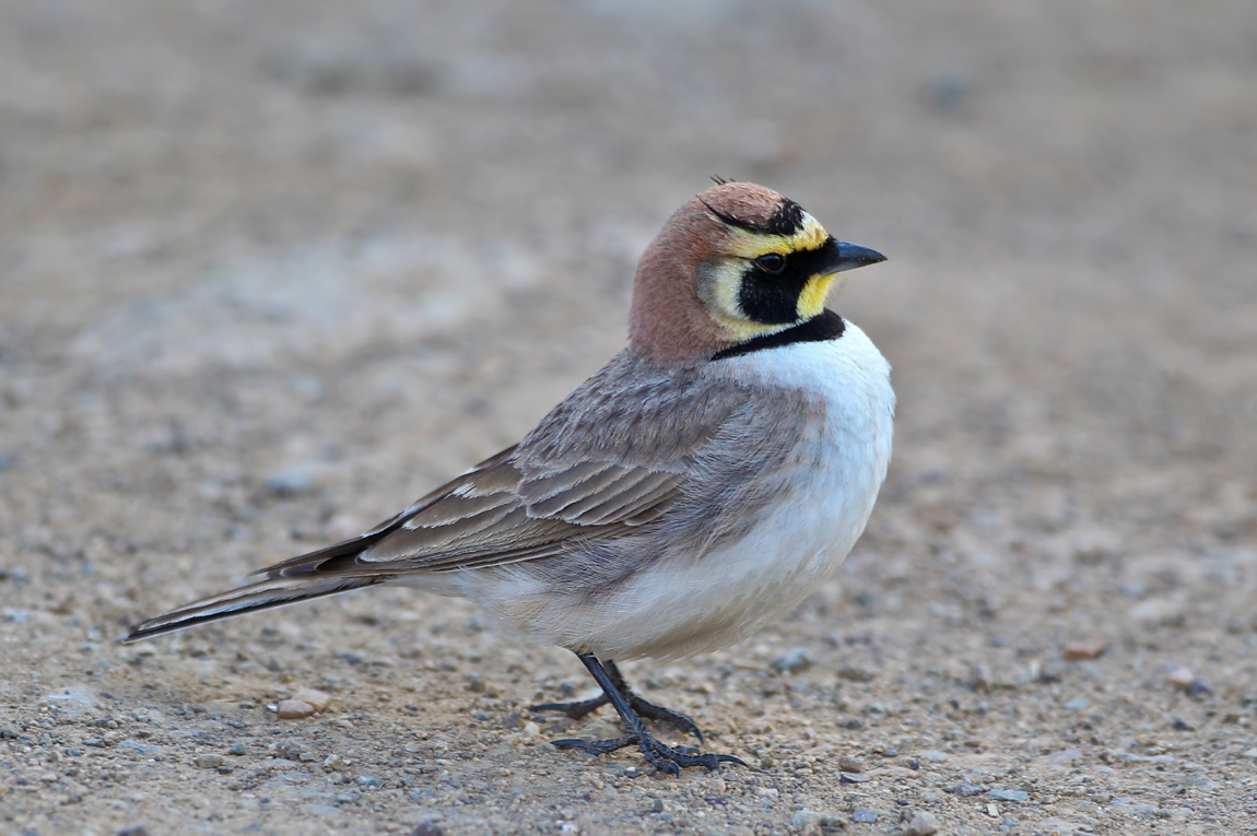 Atlas Horned Lark (Eremophila atlas)