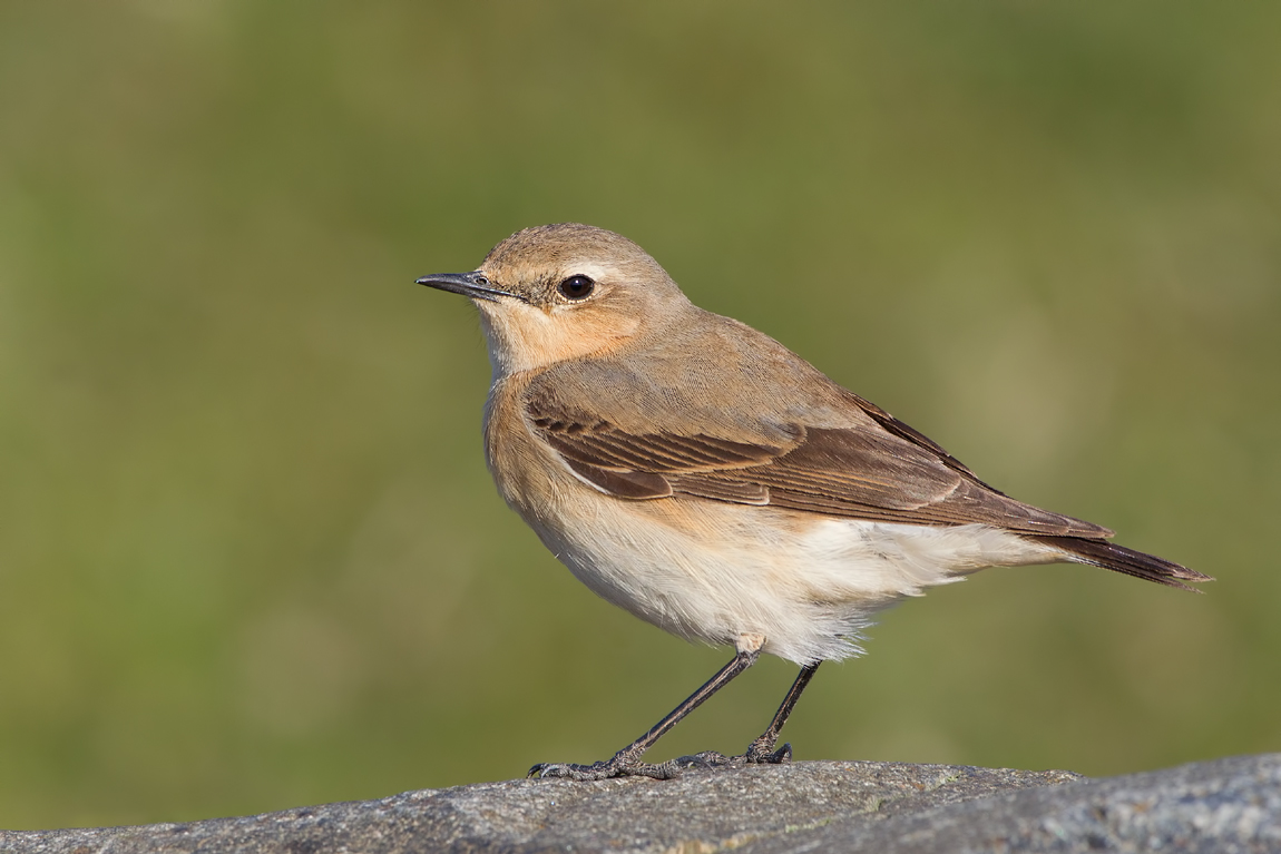 Northern Wheatear (Oenanthe oenanthe) ssp. oenanthe