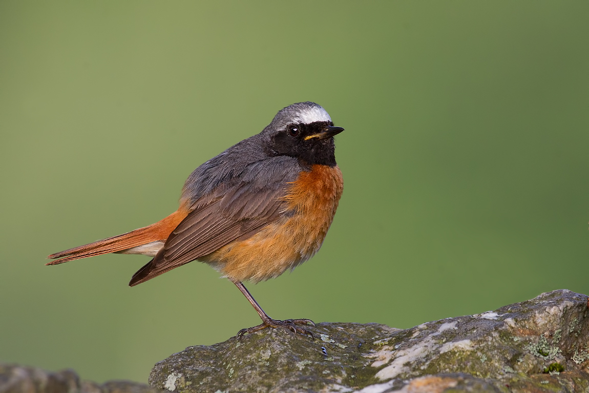 Common Redstart (Phoenicurus phoenicurus)