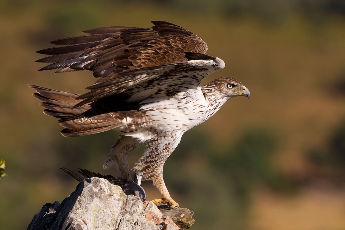 Bonellis Eagle (Aquila fasciata) 