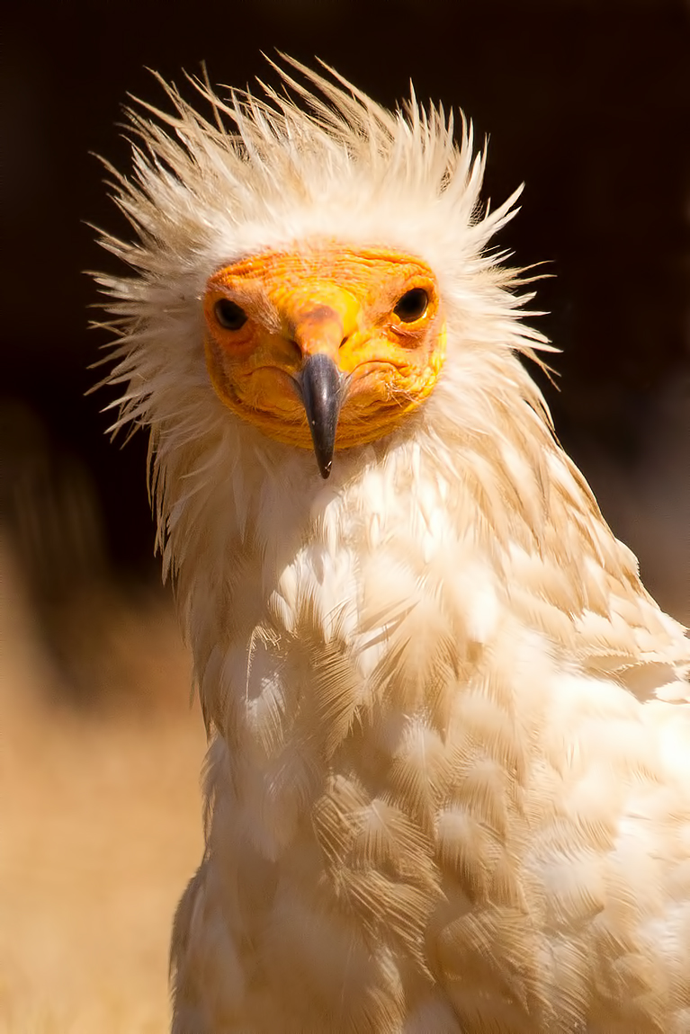 Egyptian Vulture (Neophron percnopterus)