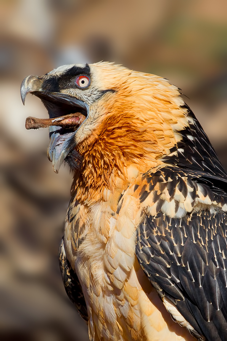 Lammergeier (Gypaetus barbatus)