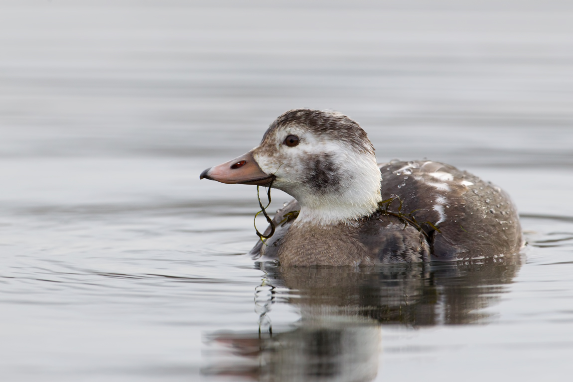 Long-tailed Duck (Clangula hyemalis)
