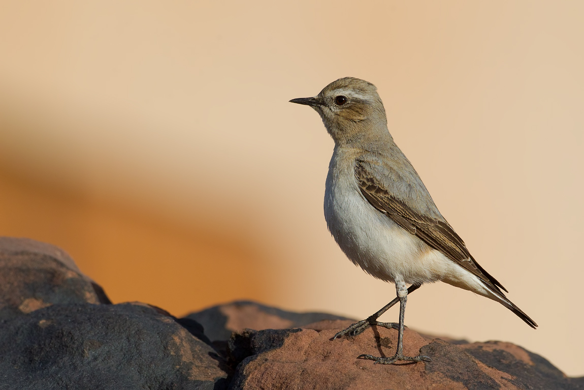 Seebohms Wheatear (Oenanthe seebohmi)