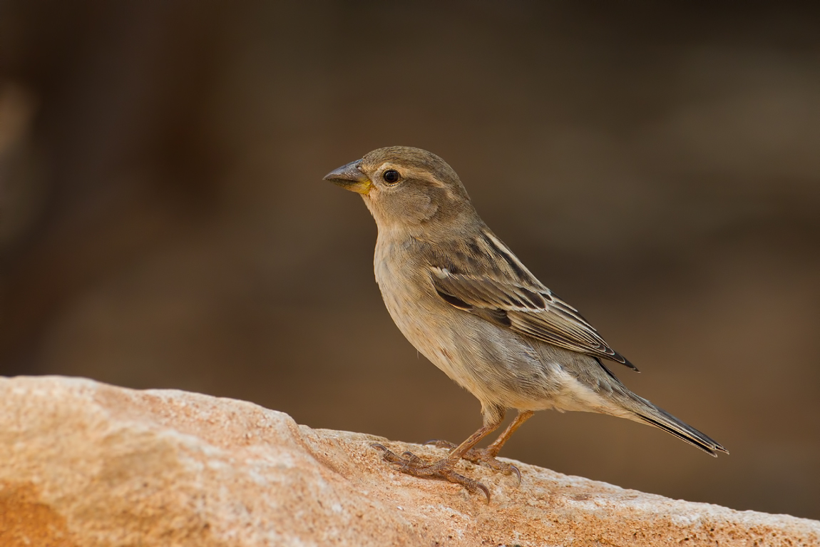 Spanish Sparrow (Passer hispaniolensis)