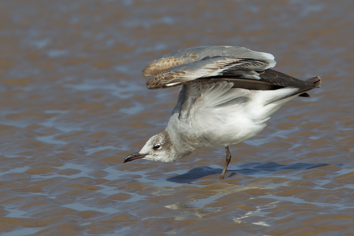 Laughing Gull (Leucophaeus atricilla)