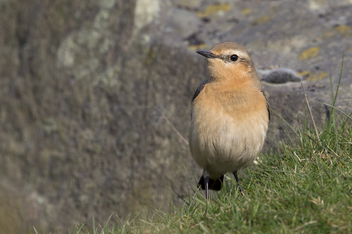 (Greenland) Northern Wheatear (Oenanthe oenanthe leucorhoa) 