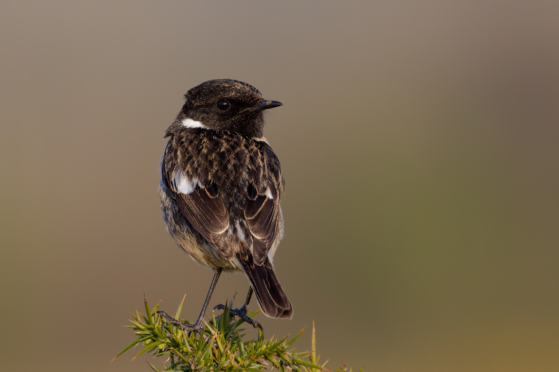 European Stonechat (Saxicola rubicola)