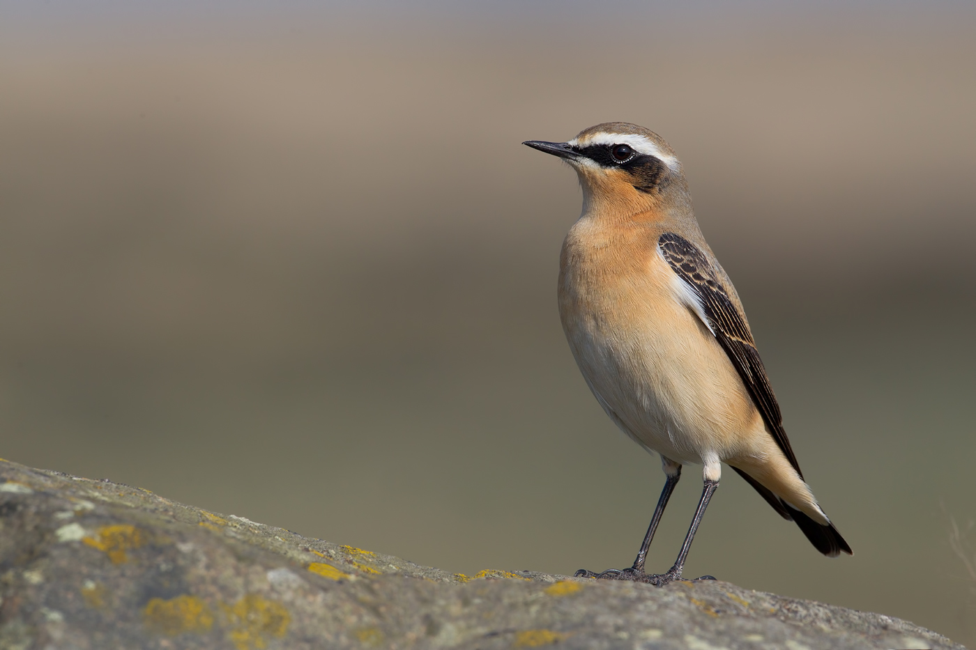 Greenland (Northern) Wheatear (Oenanthe oenanthe leucorhoa) 