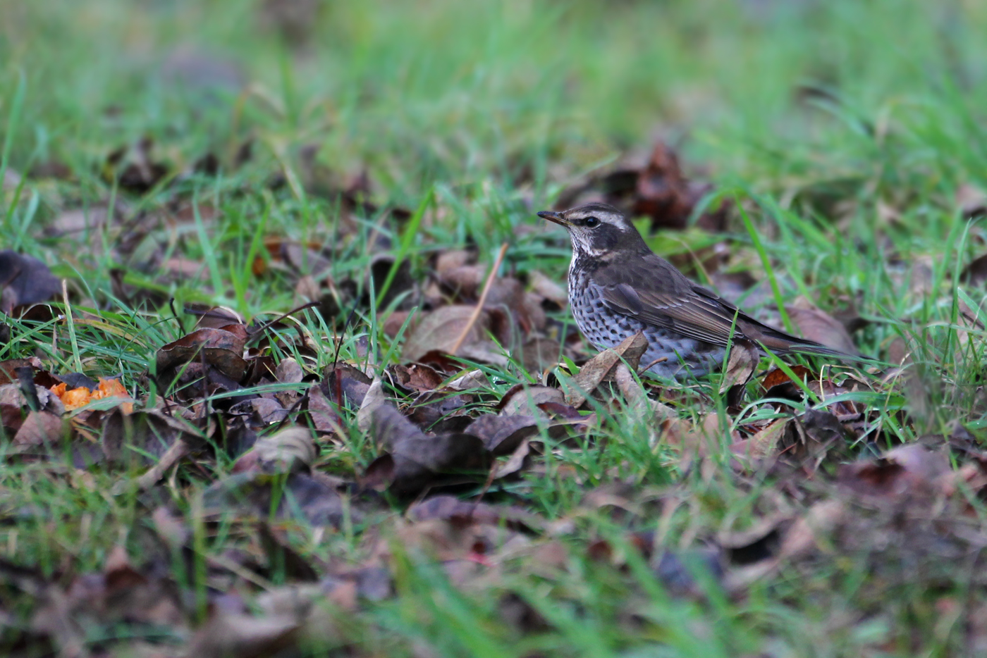 Dusky Thrush (Turdus eunomus)