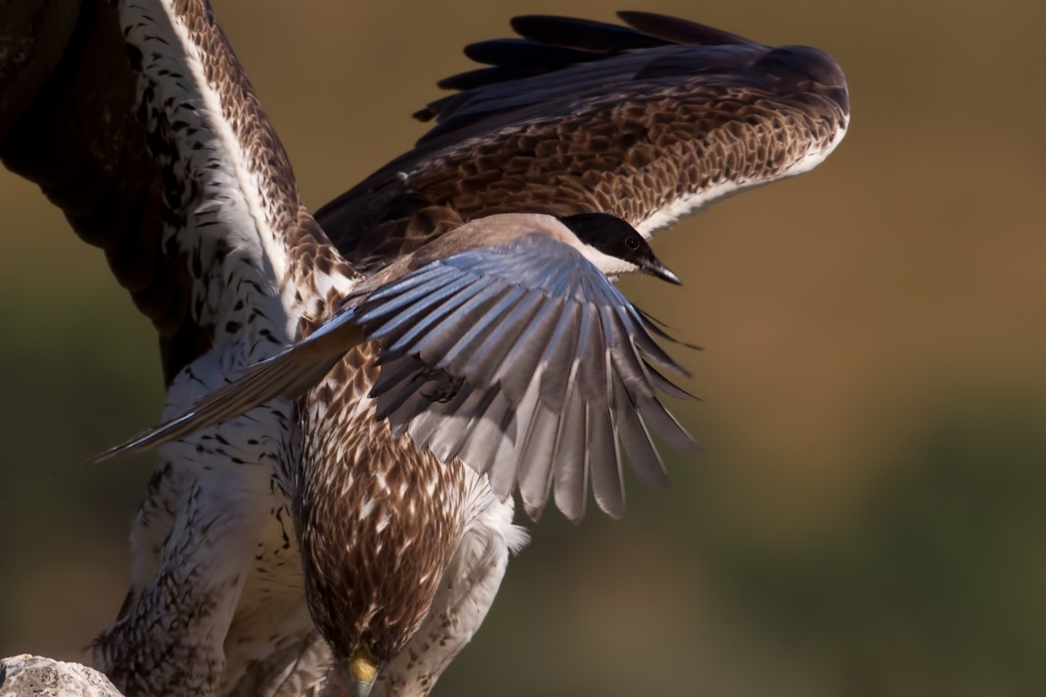 Iberian Azure-winged Magpie (Cyanopica cooki)