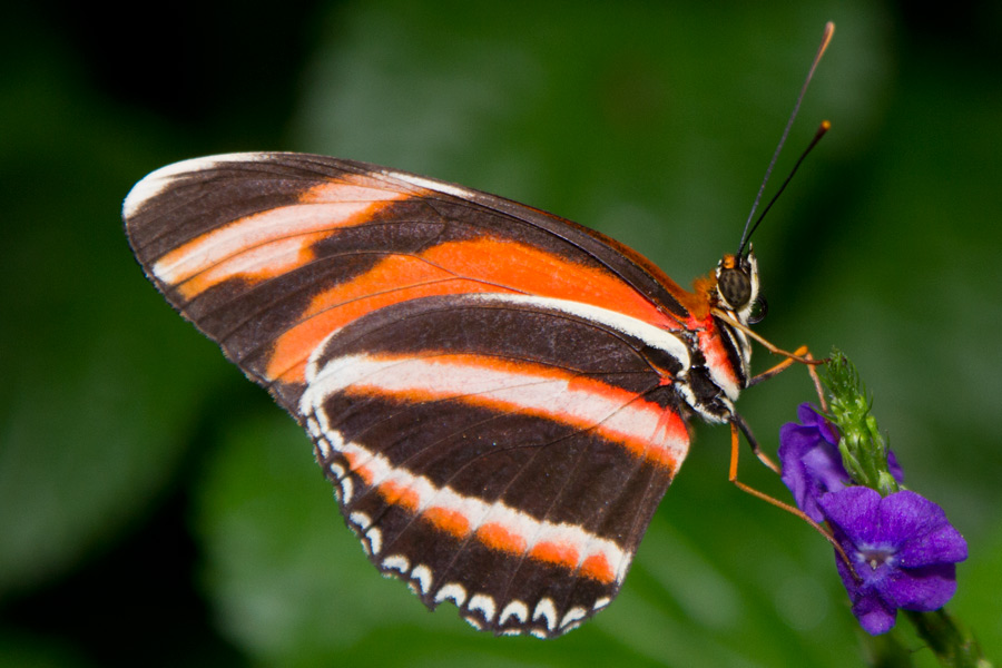 Banded Orange - ventral.jpg