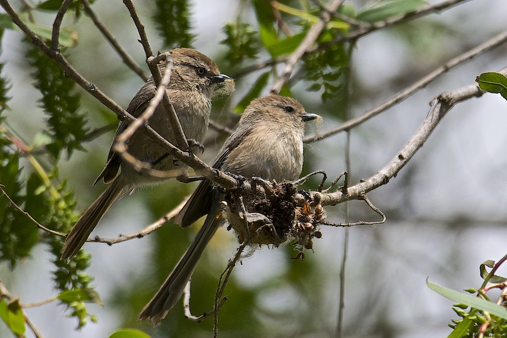 Working pair