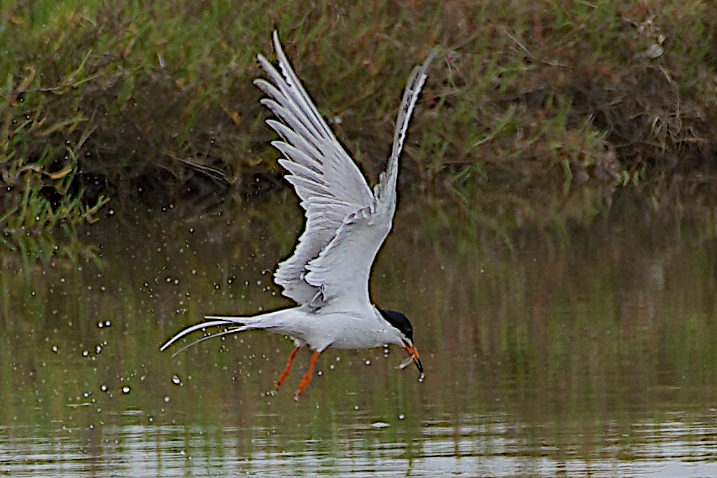 Fly-by fishing