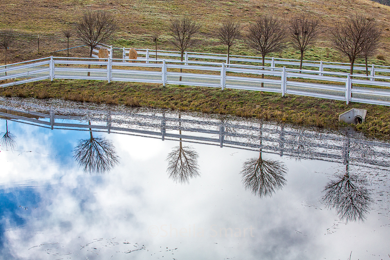 Four tree reflection at Macs Reef Road, NSW