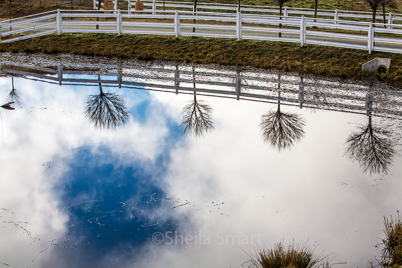 Trees with reflection