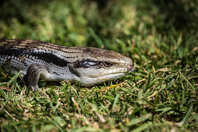 Sydney blue tongue lizard 