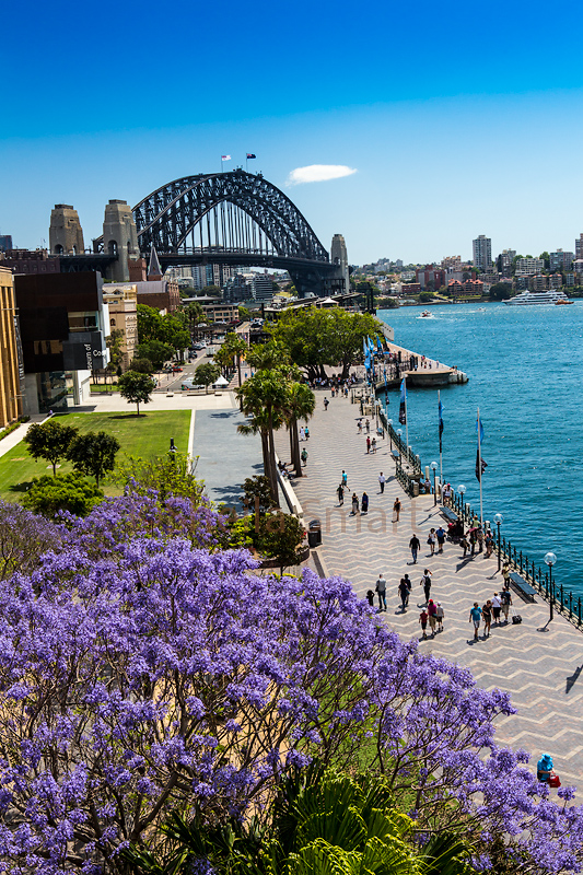 Sydney Harbour Bridge with jacaranda 