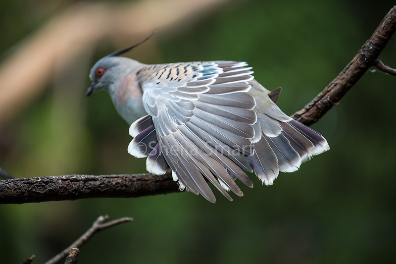 Crested pigeon feathers 