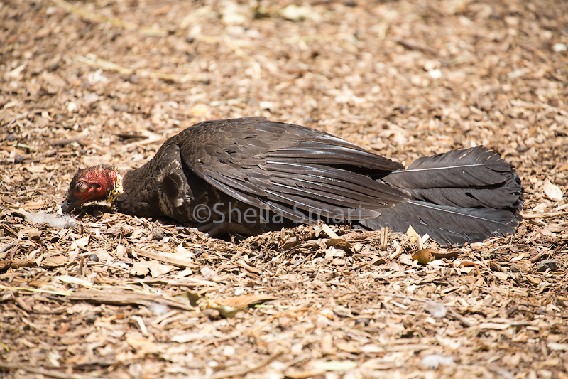 Brush turkey sleeping 