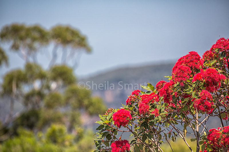 Red flowering gum at Blue Mountains 