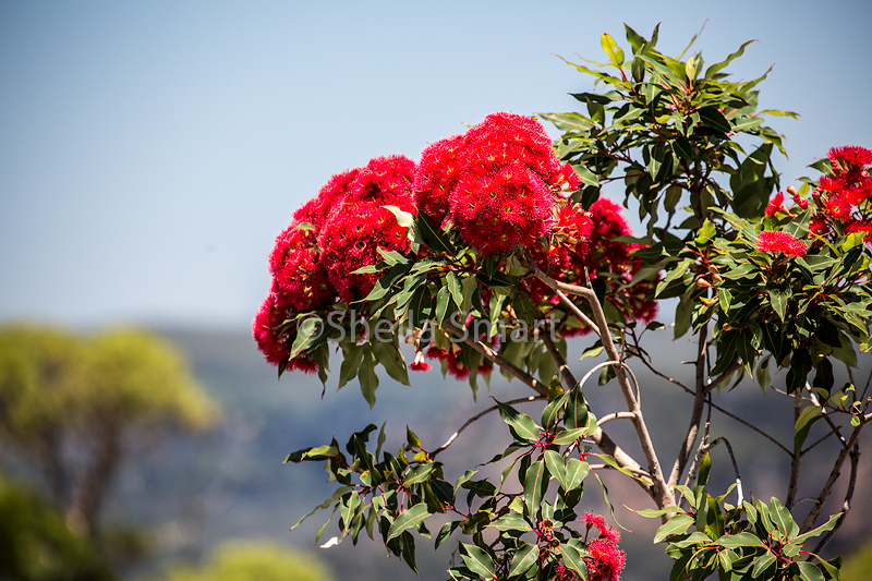 Flowers of red flowering gum  