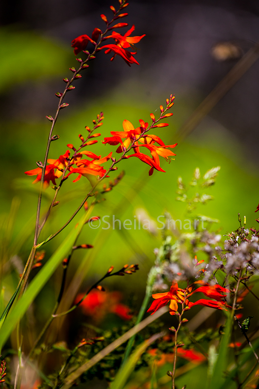 Red wildflower in Blue Mountains
