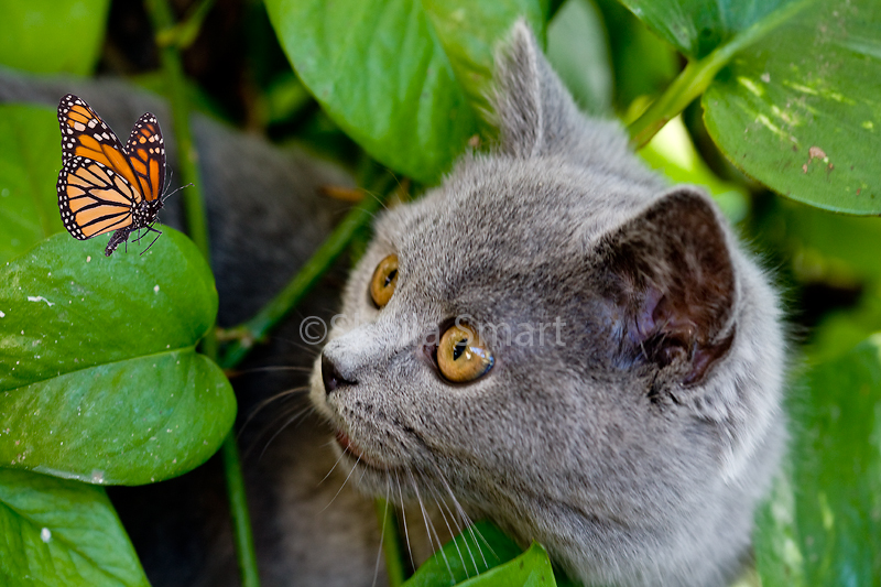 Archie and butterfly 