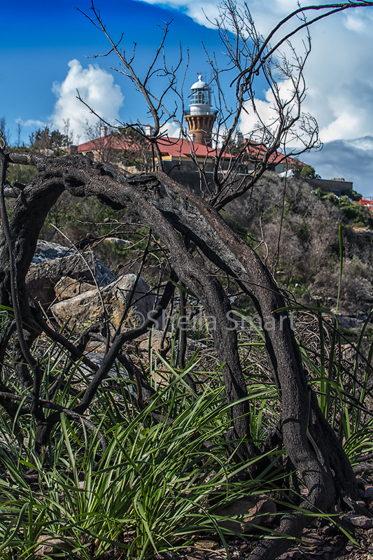 Barrenjoey lighthouse with burnt tree portrait version